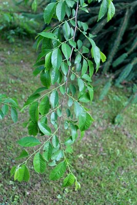 Planera aqatica - planera bažinná - jarní větévka (3)